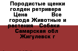 Породистые щенки голден ретривера › Цена ­ 25 000 - Все города Животные и растения » Собаки   . Самарская обл.,Жигулевск г.